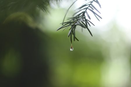 雨